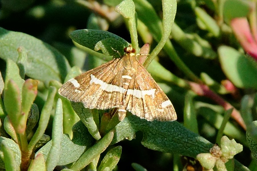 Piccola falena da identificare